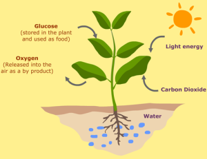 diagram-of-photosynthesis