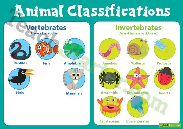 TeachingResources_AnimalClassifications