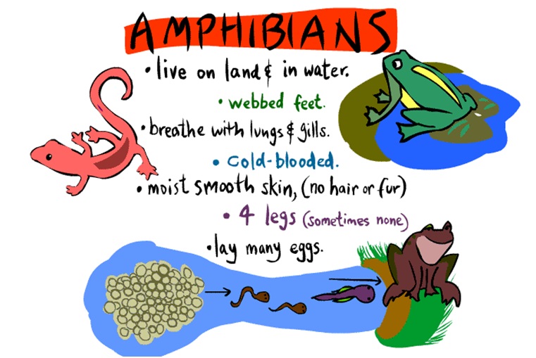 amphibianstheory