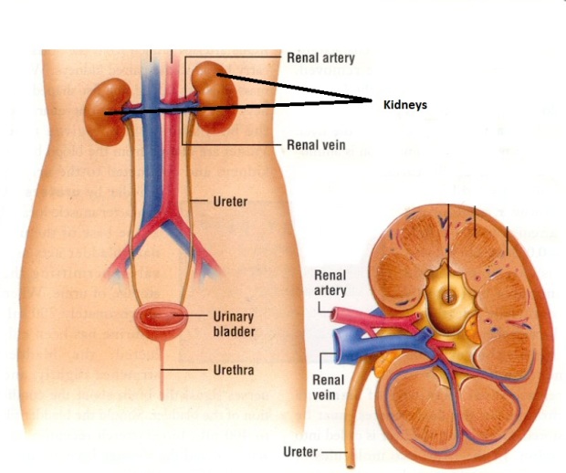 urinarysystem